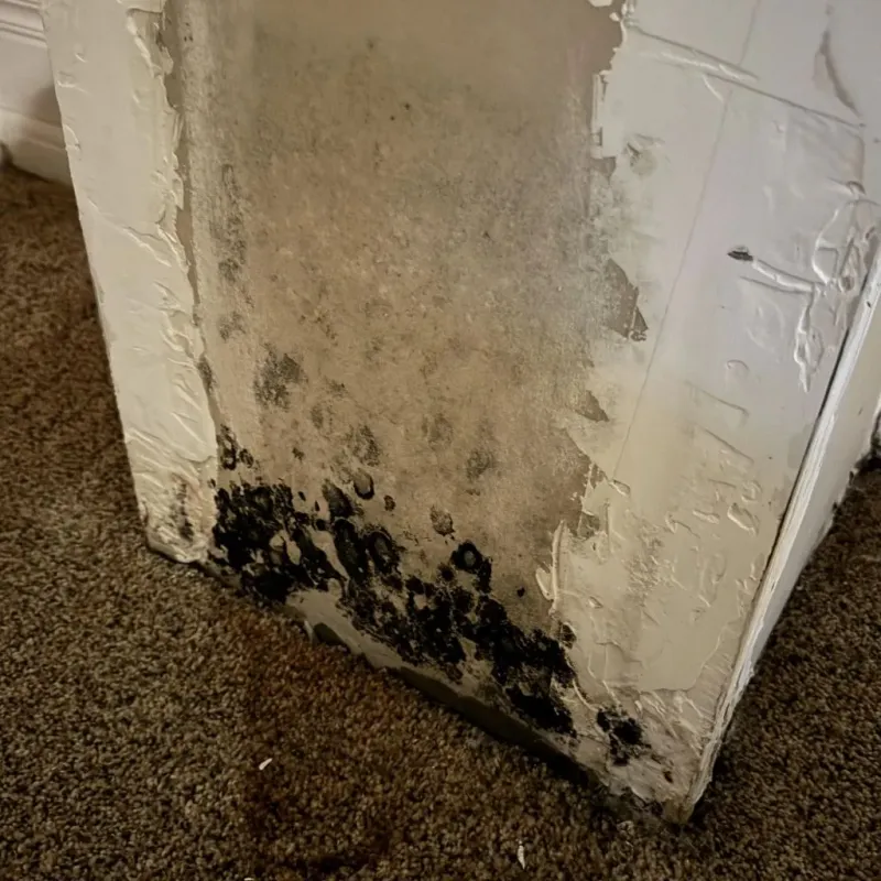 Professional Mold Removal in Colleton County, SC
